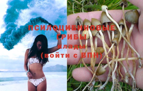 прущие грибы Армянск